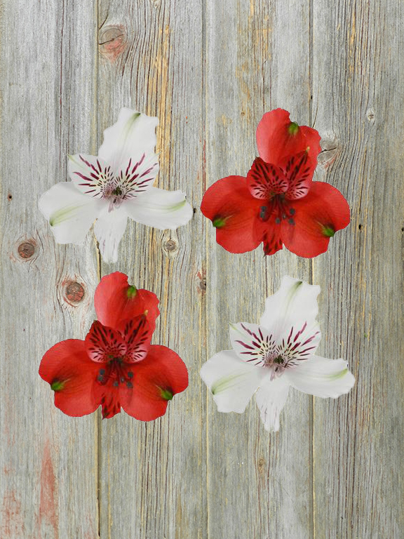 CHRISTMAS PACK 50 RED AND 50  WHITE  ALSTROMERIA